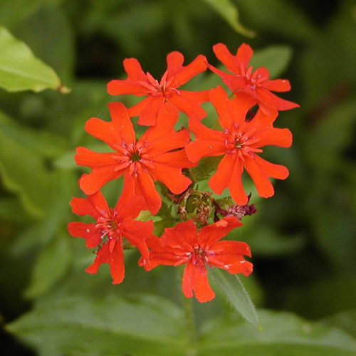 LYCHNIS haageana LYCHNIS haageana