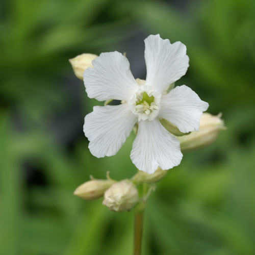 LYCHNIS viscaria 'Alba' LYCHNIS viscaria 'Alba'