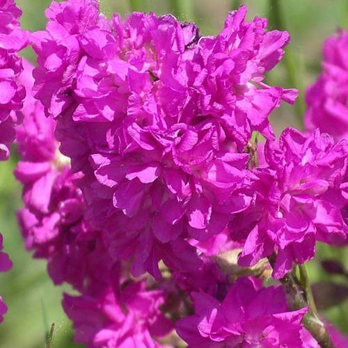 LYCHNIS viscaria 'Plena' LYCHNIS viscaria 'Plena'