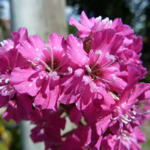 LYCHNIS viscaria 'Plena' LYCHNIS viscaria 'Plena'