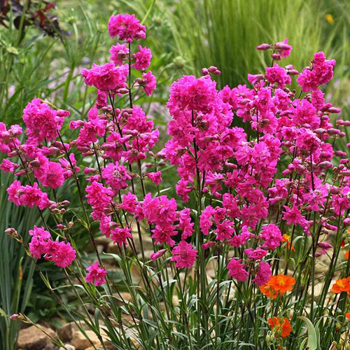 LYCHNIS viscaria 'Plena' LYCHNIS viscaria 'Plena'