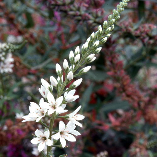 LYSIMACHIA barystachys LYSIMACHIA barystachys
