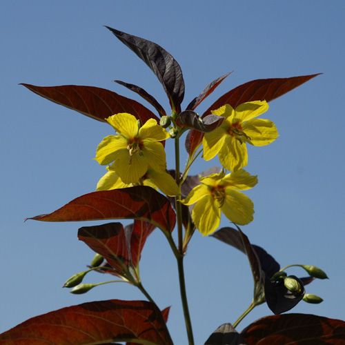 LYSIMACHIA ciliata 'Firecracker' LYSIMACHIA ciliata 'Firecracker'