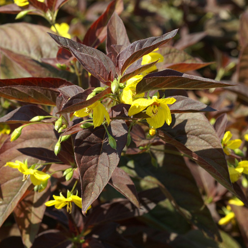 LYSIMACHIA ciliata 'Firecracker' LYSIMACHIA ciliata 'Firecracker'
