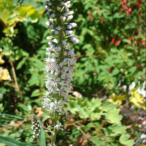 LYSIMACHIA ephemerum LYSIMACHIA ephemerum