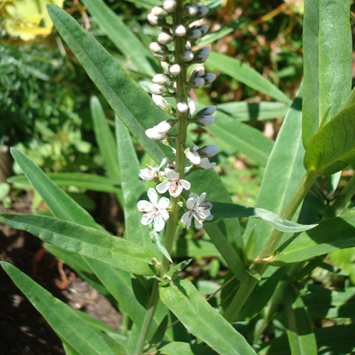 LYSIMACHIA ephemerum LYSIMACHIA ephemerum