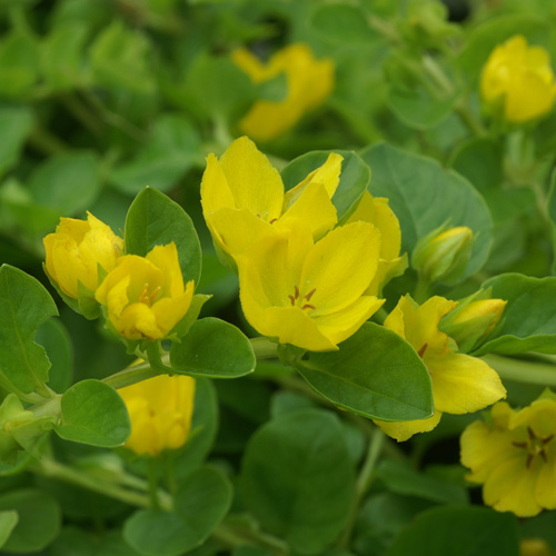 Plantes Vivaces LYSIMACHIA nummularia - Lysimaque en vente - Pépinière  Lepage