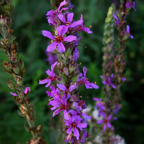 LYTHRUM salicaria LYTHRUM salicaria