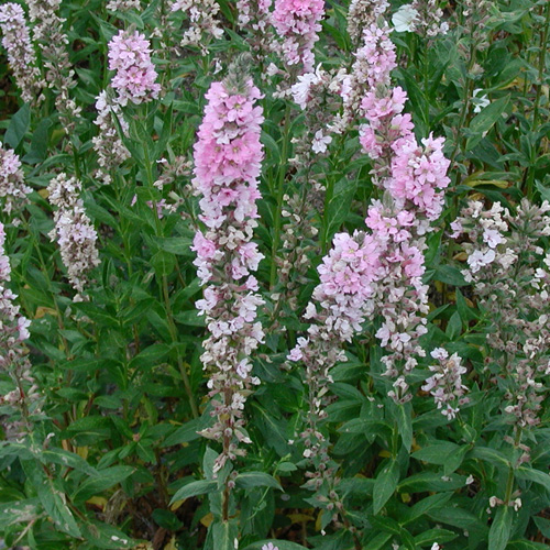 LYTHRUM salicaria 'Blush' LYTHRUM salicaria 'Blush'