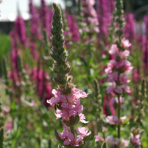 LYTHRUM salicaria 'Blush' LYTHRUM salicaria 'Blush'