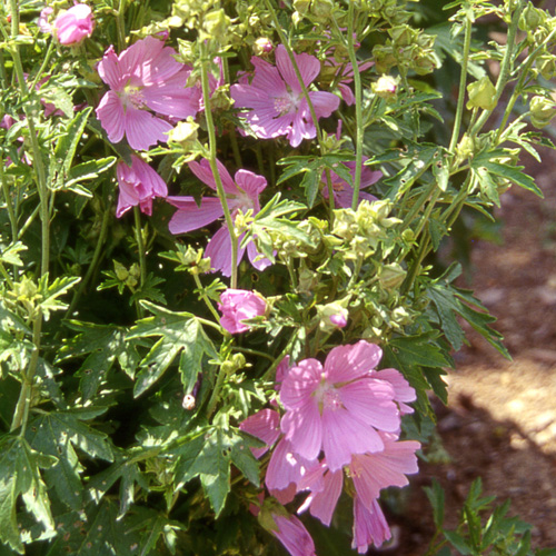 Plantes Vivaces MALVA moschata - Mauve - Mauve musquée en vente - Pépinière  Lepage