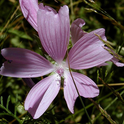 MALVA moschata MALVA moschata