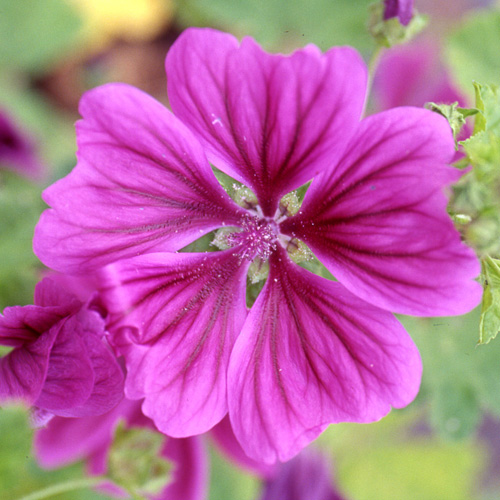 Plantes Vivaces MALVA sylvestris ssp. mauritanica - Mauve sylvestre -  Grande mauve en vente - Pépinière Lepage