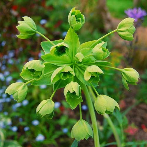 Plantes Vivaces MATHIASELLA bupleuroides 'Green Dream' - en vente -  Pépinière Lepage