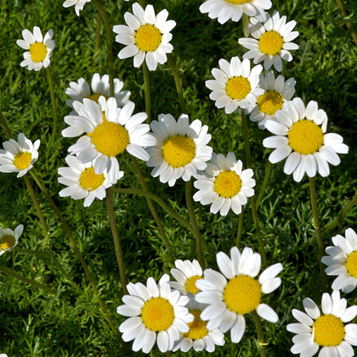 MATRICARIA tchihatchewii MATRICARIA tchihatchewii