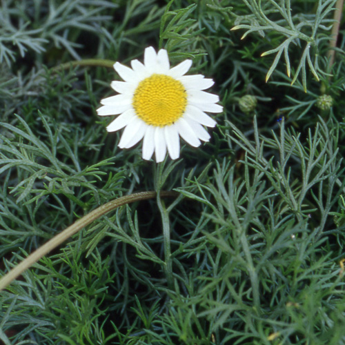 MATRICARIA tchihatchewii MATRICARIA tchihatchewii