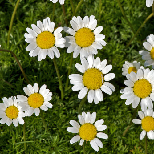 MATRICARIA tchihatchewii MATRICARIA tchihatchewii