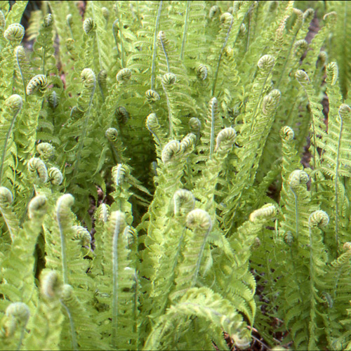 MATTEUCIA struthiopteris MATTEUCIA struthiopteris