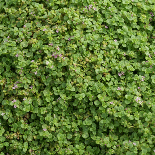 MENTHA requienii MENTHA requienii