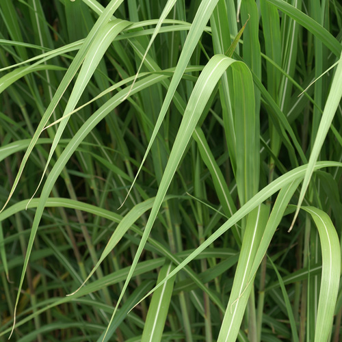 MISCANTHUS giganteus (M. floridulus) MISCANTHUS giganteus (M. floridulus)