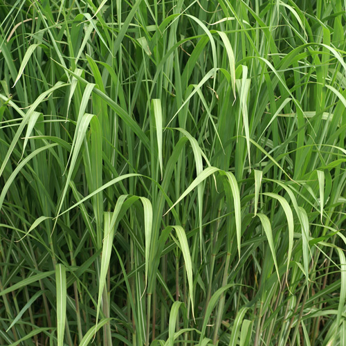 MISCANTHUS giganteus (M. floridulus) MISCANTHUS giganteus (M. floridulus)