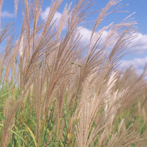 MISCANTHUS sacchariflorus MISCANTHUS sacchariflorus