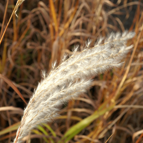 MISCANTHUS sacchariflorus MISCANTHUS sacchariflorus