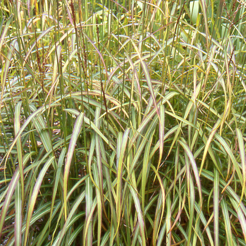 MISCANTHUS sinensis 'Afrika' MISCANTHUS sinensis 'Afrika'