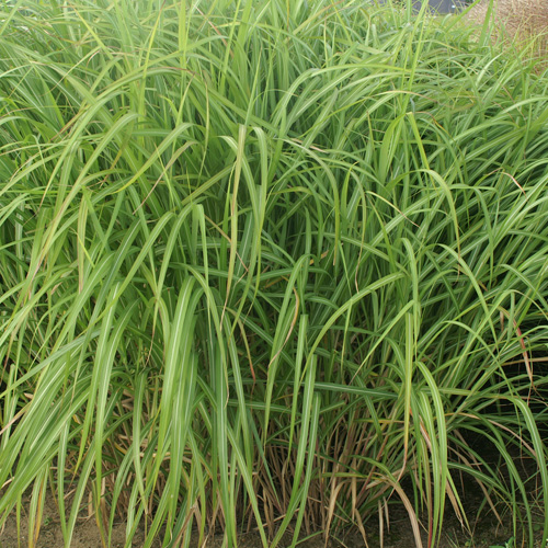 MISCANTHUS sinensis var. condensatus MISCANTHUS sinensis var. condensatus