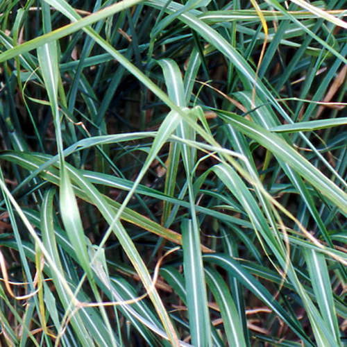 MISCANTHUS sinensis var. condensatus MISCANTHUS sinensis var. condensatus