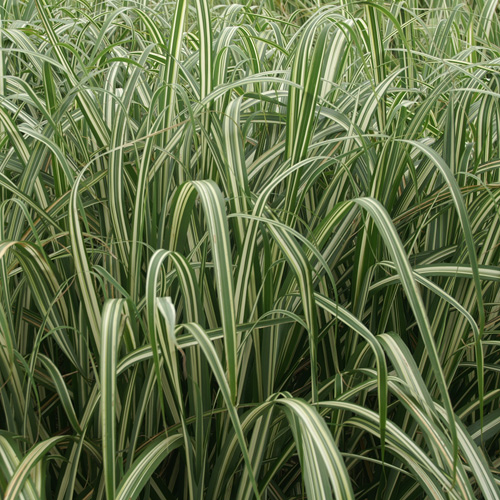 MISCANTHUS sinensis var. condensatus 'Cabaret' MISCANTHUS sinensis var. condensatus 'Cabaret'