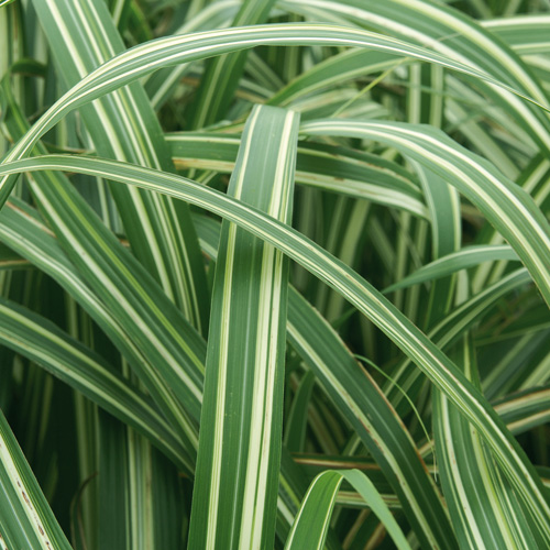 MISCANTHUS sinensis var. condensatus 'Cabaret' MISCANTHUS sinensis var. condensatus 'Cabaret'