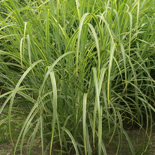 MISCANTHUS sinensis var.condensatus 'Luc André Lepage' MISCANTHUS sinensis var.condensatus 'Luc André Lepage'