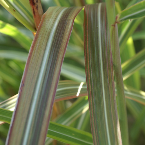 MISCANTHUS sinensis var.condensatus 'Luc André Lepage' MISCANTHUS sinensis var.condensatus 'Luc André Lepage'