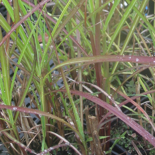 MISCANTHUS sinensis 'Ferner Osten' MISCANTHUS sinensis 'Ferner Osten'