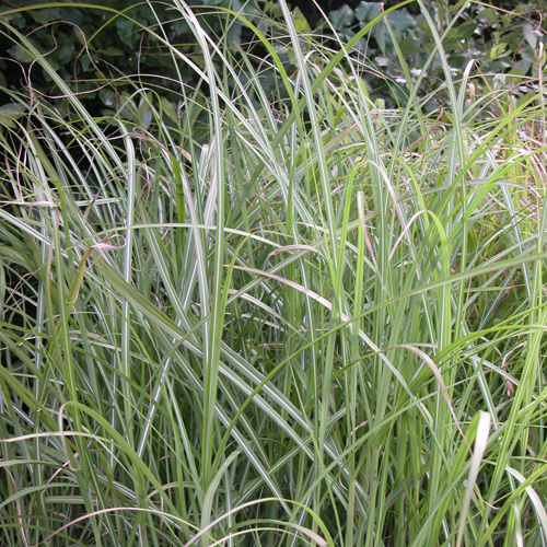 MISCANTHUS sinensis 'Krater' MISCANTHUS sinensis 'Krater'