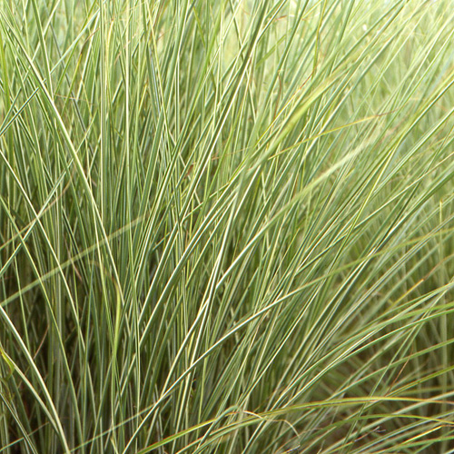 MISCANTHUS sinensis 'Morning Light' MISCANTHUS sinensis 'Morning Light'