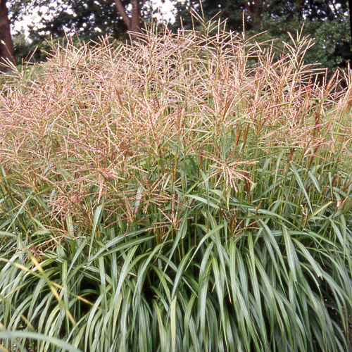 MISCANTHUS sinensis 'Nippon' MISCANTHUS sinensis 'Nippon'