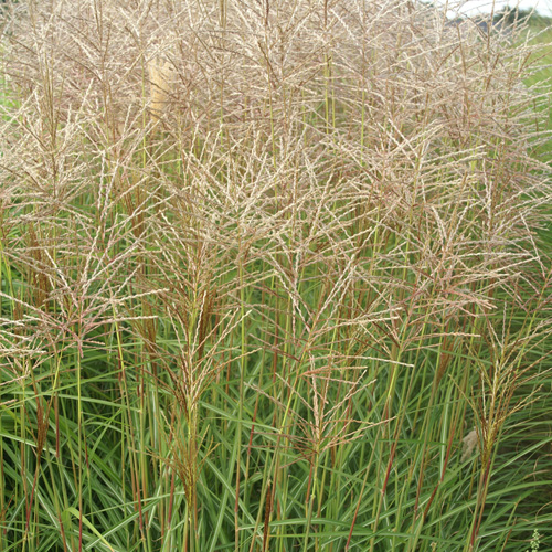 MISCANTHUS sinensis 'Nippon' MISCANTHUS sinensis 'Nippon'