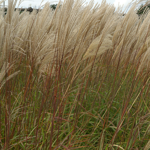MISCANTHUS sinensis 'Rotfuchs' MISCANTHUS sinensis 'Rotfuchs'