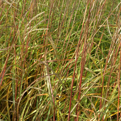 MISCANTHUS sinensis 'Rotfuchs' MISCANTHUS sinensis 'Rotfuchs'