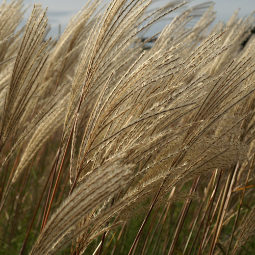 MISCANTHUS sinensis 'Rotfuchs' MISCANTHUS sinensis 'Rotfuchs'