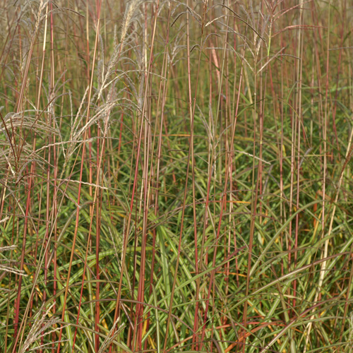 MISCANTHUS sinensis 'Sirène' MISCANTHUS sinensis 'Sirène'