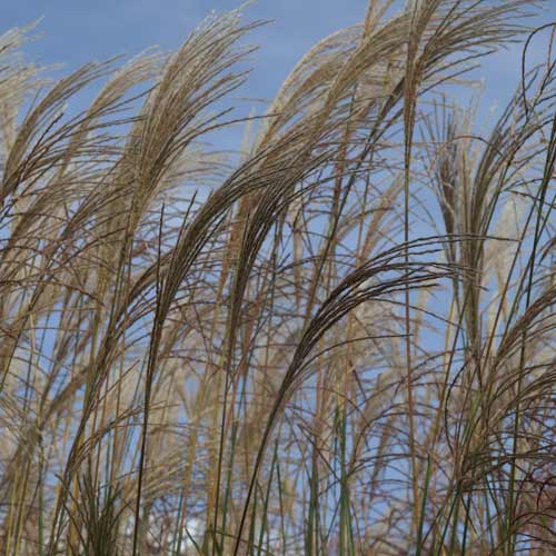 MISCANTHUS sinensis 'Ville d'Angers' MISCANTHUS sinensis 'Ville d'Angers'