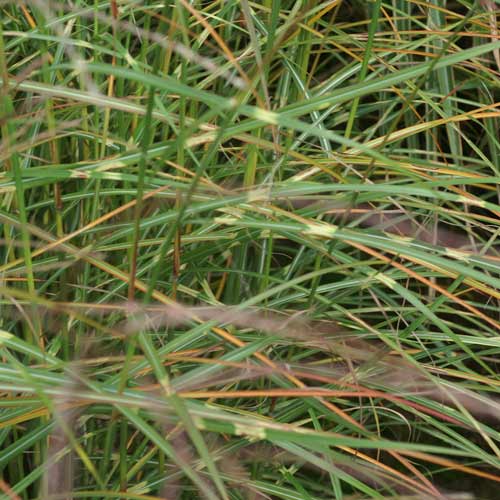 MISCANTHUS sinensis 'Ville d'Angers' MISCANTHUS sinensis 'Ville d'Angers'