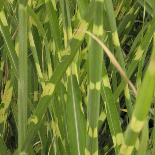 MISCANTHUS sinensis 'Zebrinus' MISCANTHUS sinensis 'Zebrinus'
