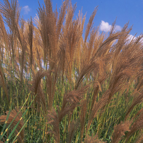 MISCANTHUS transmorisonensis MISCANTHUS transmorisonensis