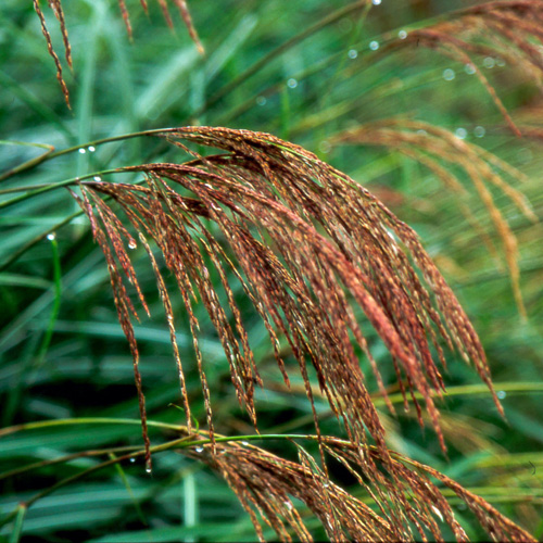 MISCANTHUS transmorisonensis MISCANTHUS transmorisonensis