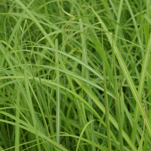 MISCANTHUS transmorisonensis MISCANTHUS transmorisonensis