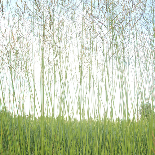 MOLINIA arundinacea 'Skyracer' MOLINIA arundinacea 'Skyracer'